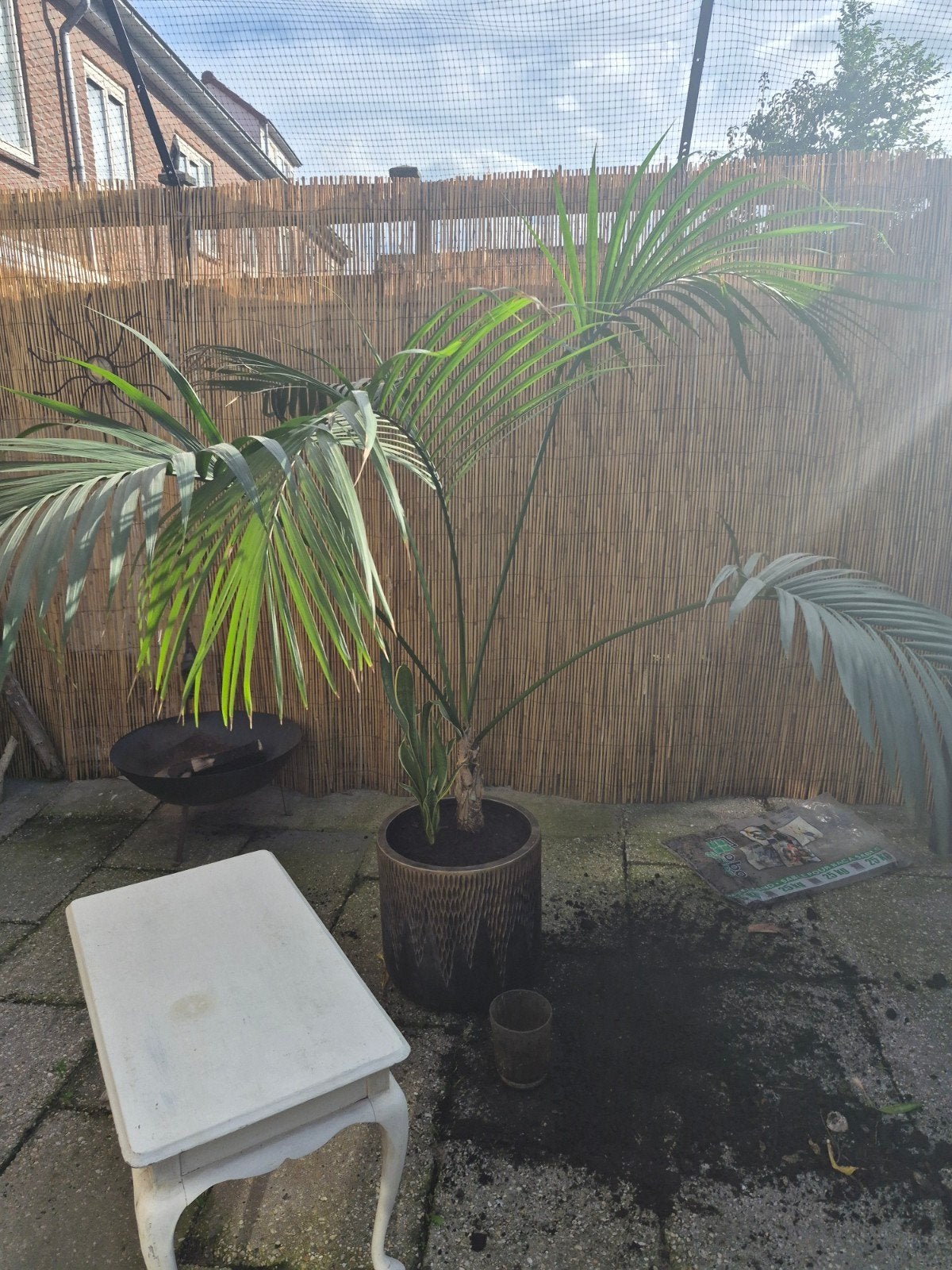 prachtige palm voor binnen. Met gave grote pot!, Ophalen, Palm, Halfschaduw, In pot