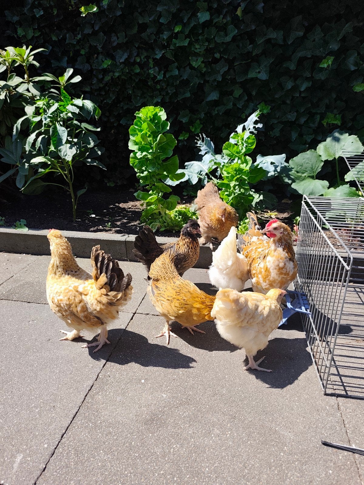 Koppel krielkippen handtam!, Meerdere dieren, Kip