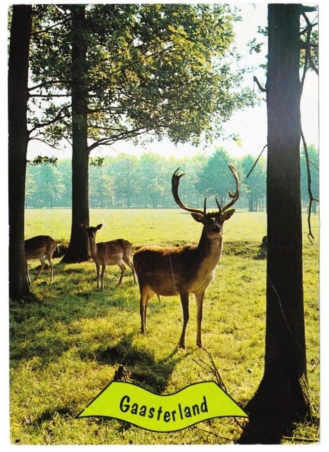 Gaasterland Gelopen Ansichtkaart (B2717 ), Verzenden, 1980 tot heden, Gelopen