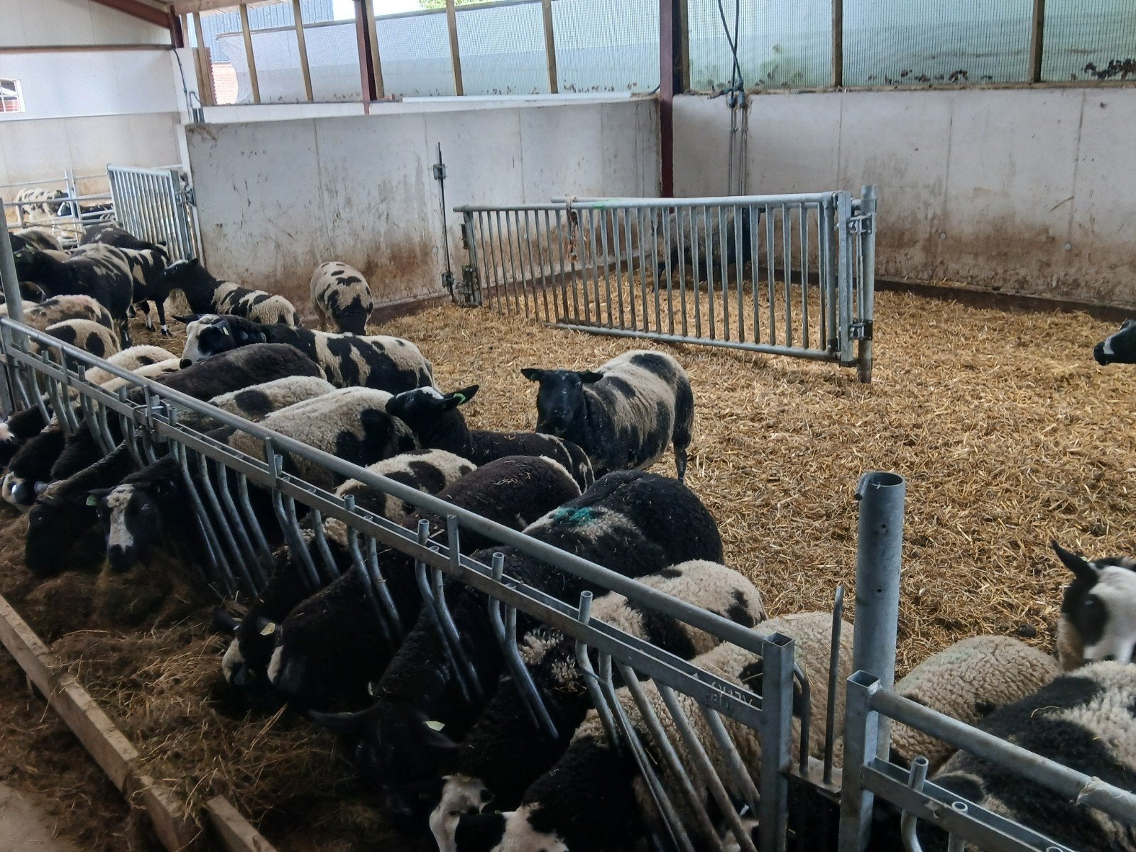 Te koop bonte lammeren, Dieren en Toebehoren, Stalling en Weidegang