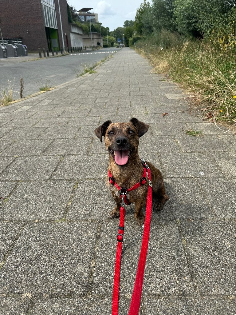 Vakantieoppas gezocht voor Jack | 8 t/m 19 oktober, 6 jaar of ouder, Reu, CDV (hondenziekte), Eén hond