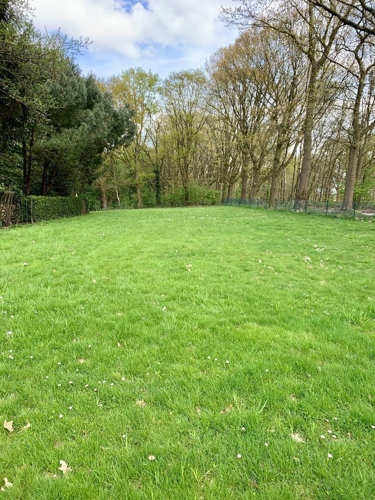 Weitje / weide / losloopveld hond, Weidegang