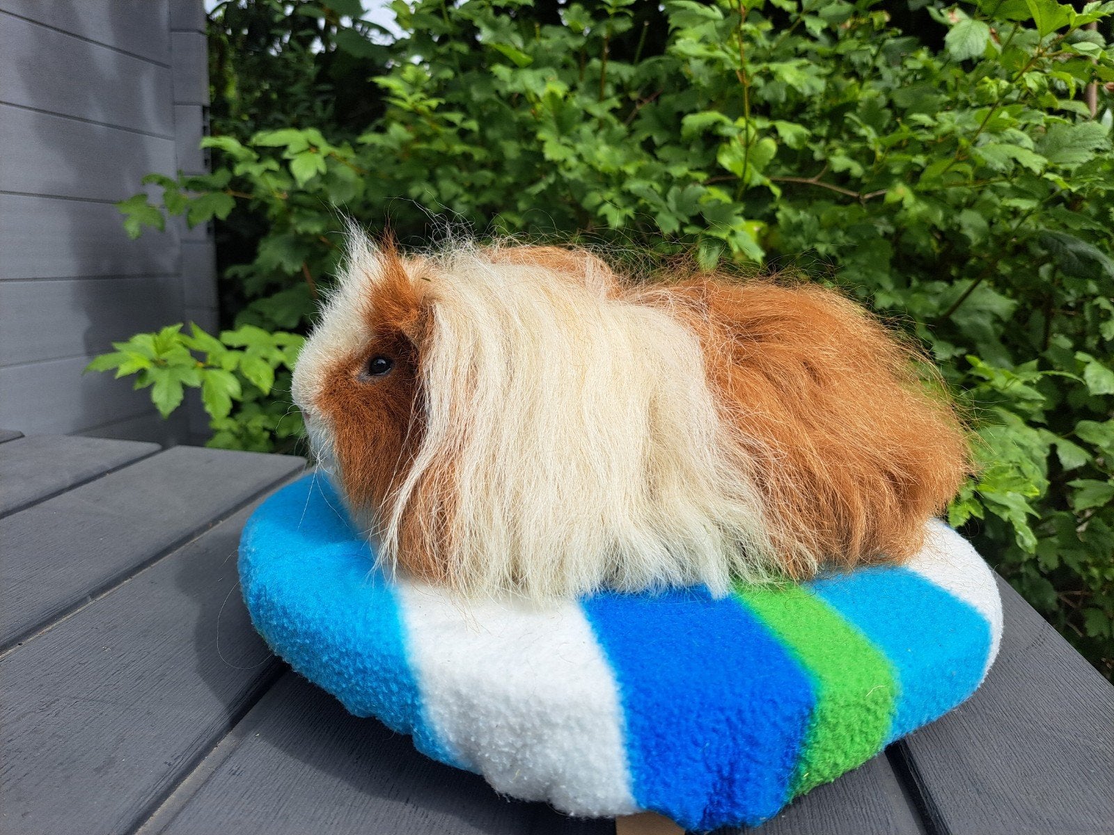 texel cavia beer, Dieren en Toebehoren, Februari, Mannelijk, Cavia