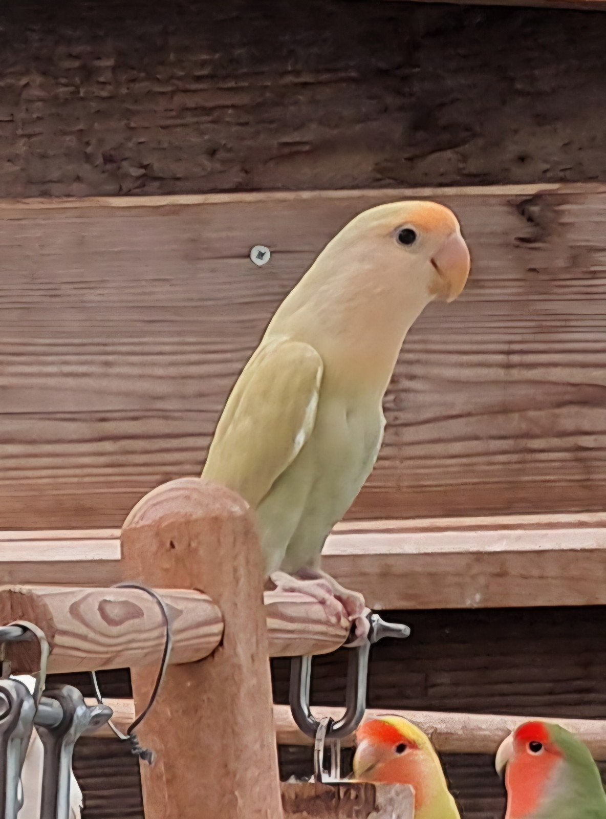 Tekoop div broedrijpen agapornis rossecoli,s 2025, Meerdere dieren, Dwergpapegaai of Agapornis, Tam