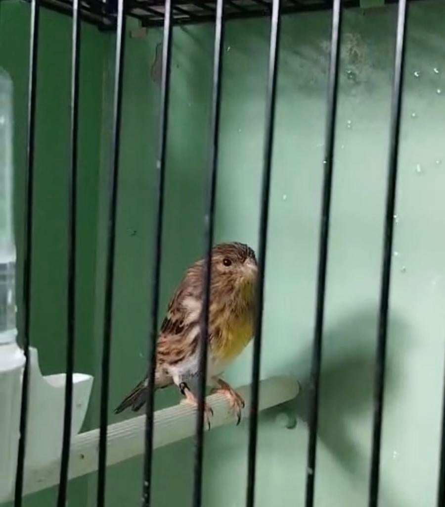 Gezocht Europese kanarie pop, Dieren en Toebehoren, Vogels | Overige Vogels, Vrouwelijk, Wildzangvogel, Geringd