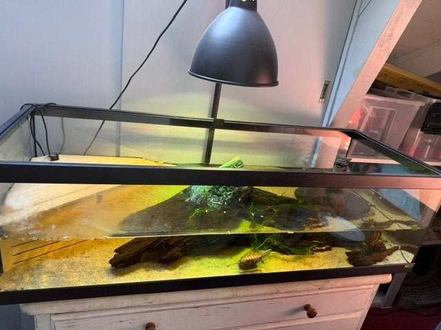 Chinese Driekielschildpad incl. Tortium & toebehoren (ZGAN), Dieren en Toebehoren, Ophalen, Zo goed als nieuw