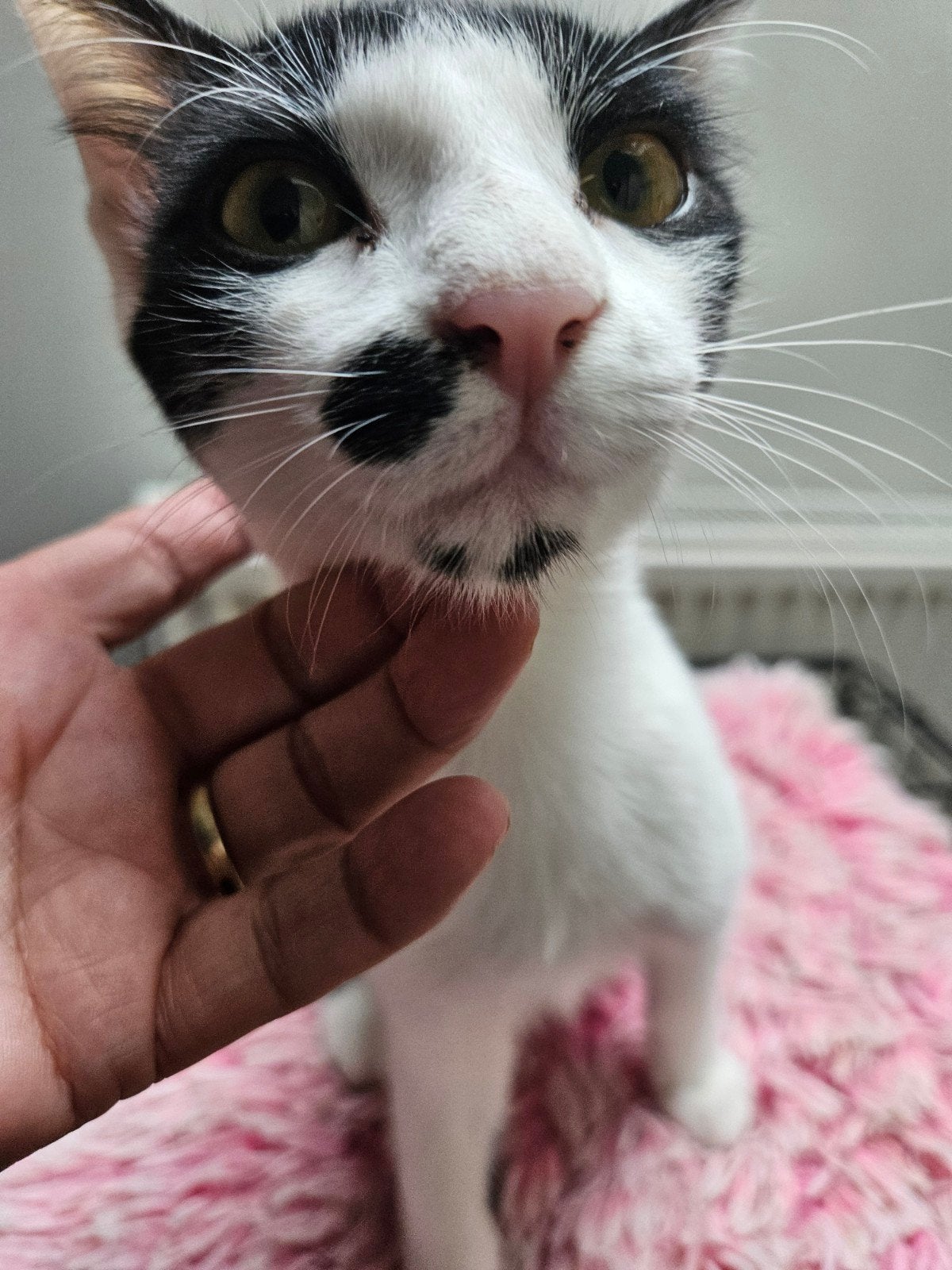 Onze stichting Joy  is op zoek naar gastgezinnen voor poezen, Dieren en Toebehoren, Poes, Kortharig, 0 tot 2 jaar