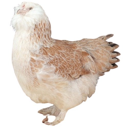 Legkippen Raskippen Krielkippen Sussex Isa Brown Wyandotte, Dieren en Toebehoren, Pluimvee, Vrouwelijk, Kip