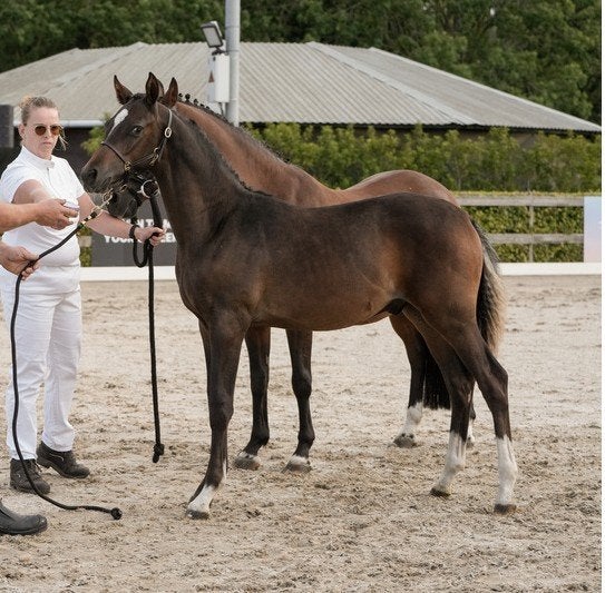 Smidshoeve's Jack, Dieren en Toebehoren, Met stamboom, Dressuurpony, Niet van toepassing, 0 tot 2 jaar