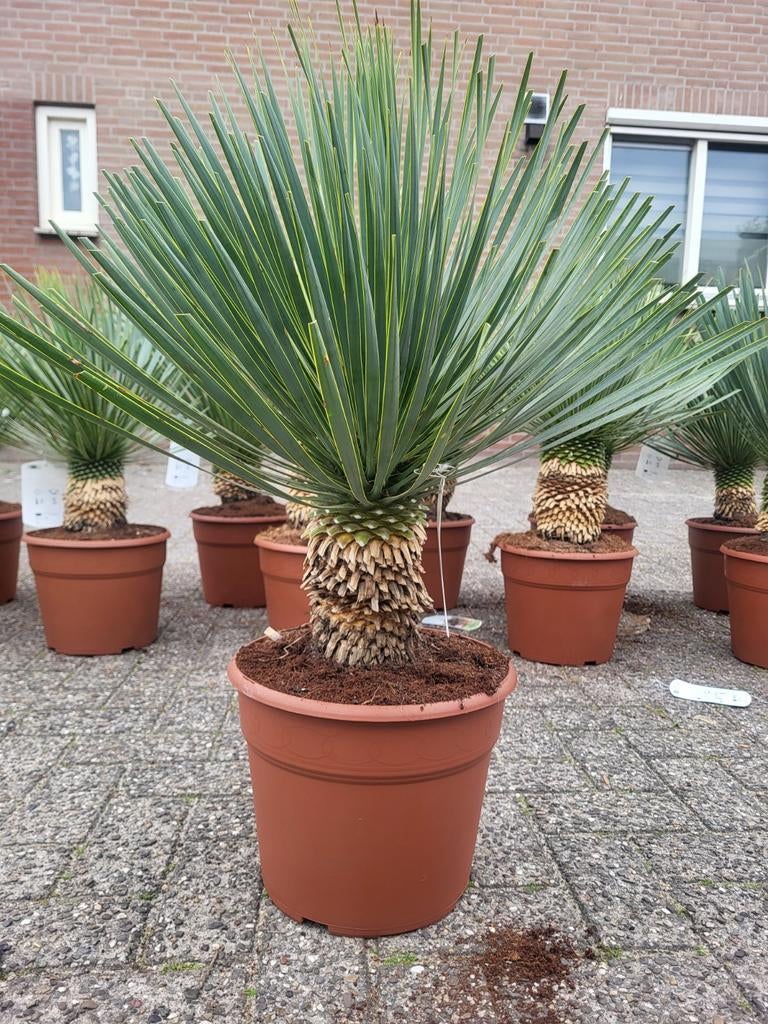 Yucca rostrata met stam!!, Ophalen of Verzenden, Overige soorten, Volle zon
