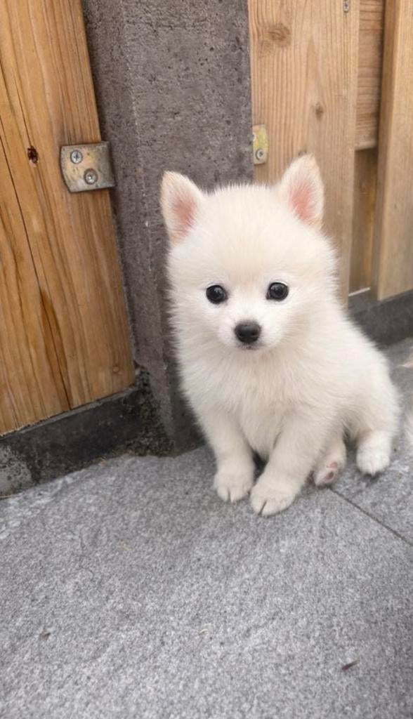 Lieve pomsky teefje zoekt gouden mandje, Dieren en Toebehoren, Honden | Poolhonden, Keeshonden en Oertypen, Overige rassen, 8 tot 15 weken