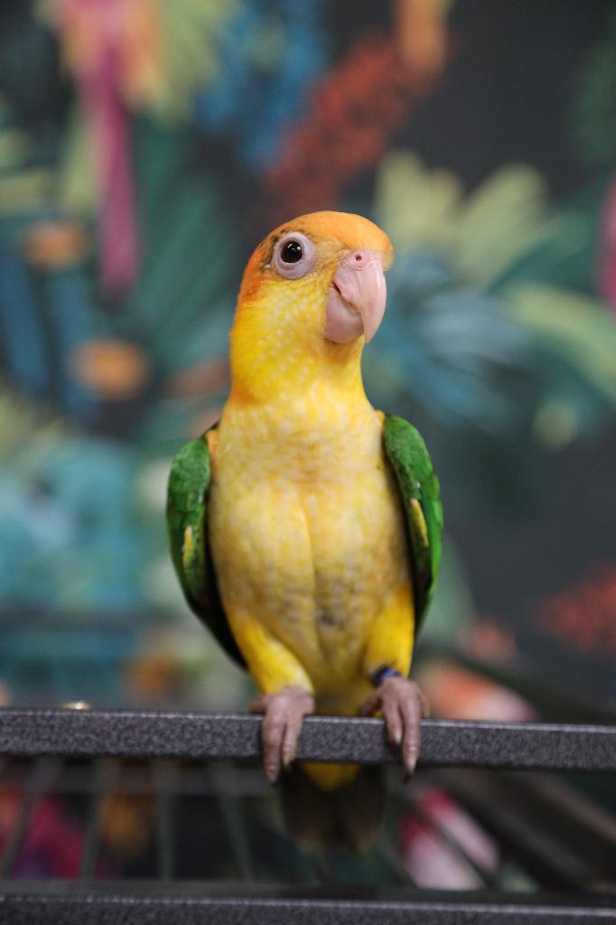 Jonge Baby Roestkop Caique´s | getest | Speels | Handtam, Dieren en Toebehoren, Vogels | Parkieten en Papegaaien, Meerdere dieren