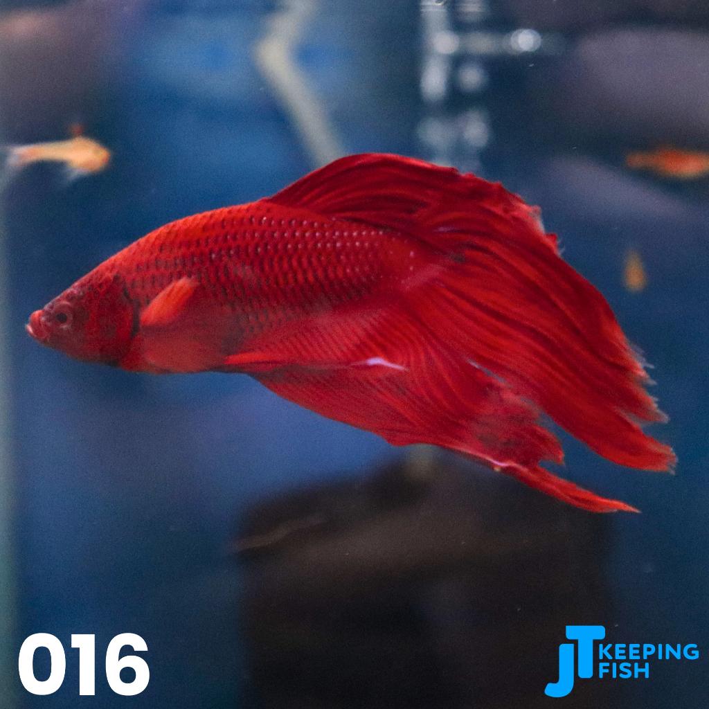 Betta Male Super Delta - Siamese Kempvis (016), Dieren en Toebehoren, Vissen | Aquariumvissen, Vis, Zoetwatervis