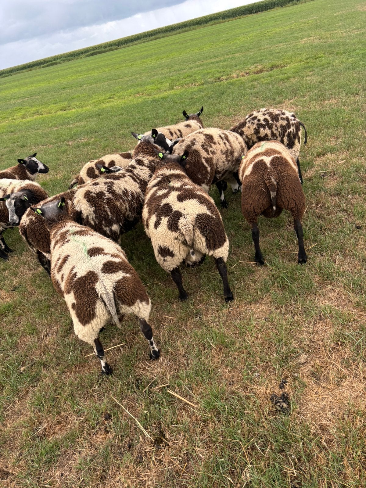 Bonte dekrammen, Dieren en Toebehoren, Mannelijk, Schaap