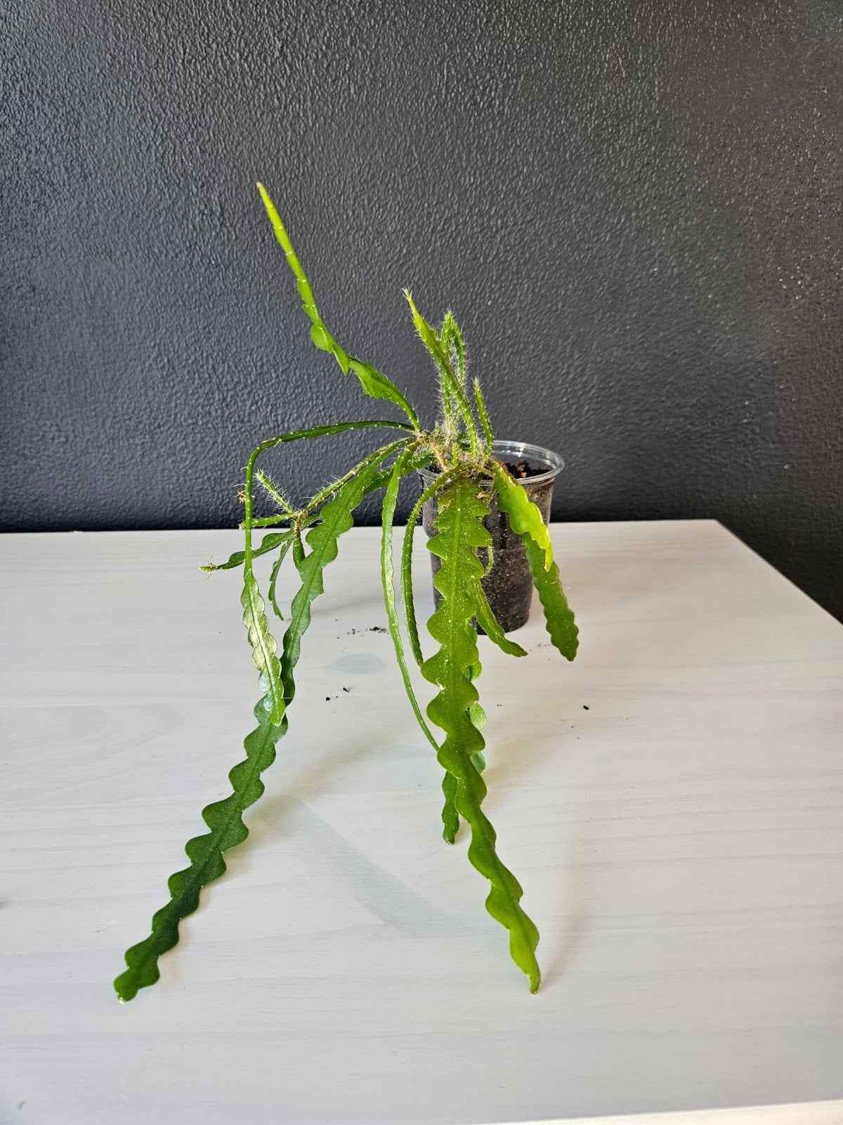 Ric rac cactus epiphyllum anguliger, Ophalen, Halfschaduw, Minder dan 100 cm