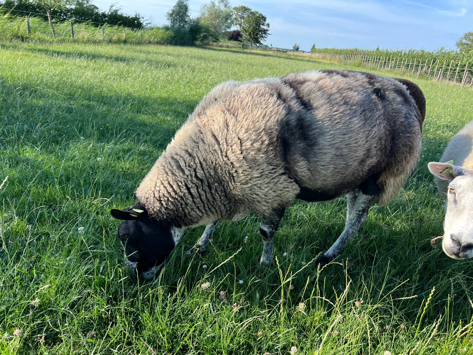 Twee ooien boeren texelaar, Dieren en Toebehoren, Schapen, Geiten en Varkens, Vrouwelijk, Schaap