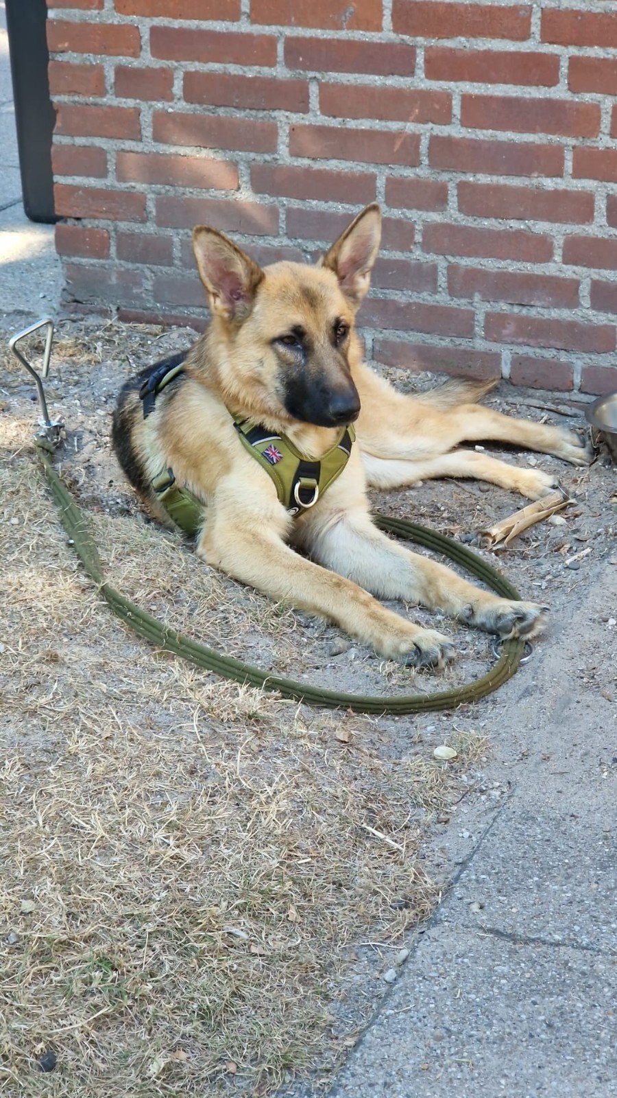 lieve duitse herder teef, 1 tot 2 jaar, Teef, Eén hond, Herder