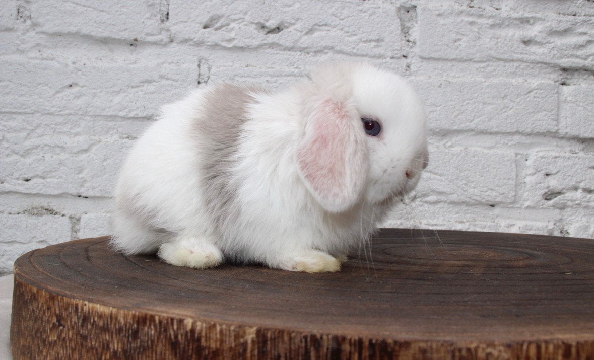 Zeer mooi Raszuiver minilop konijntje 🐰, Dieren en Toebehoren, Mannelijk, Dwerg