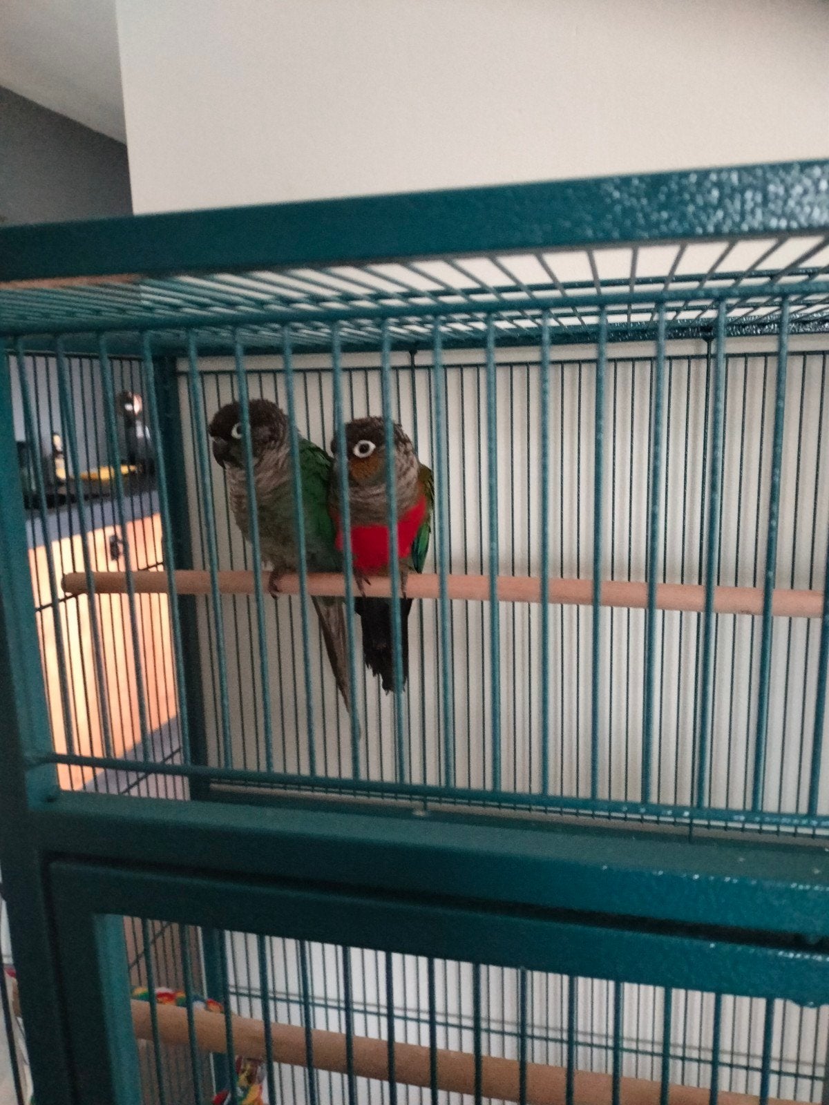 Pyrrhura 2 broertjes, Dieren en Toebehoren, Vogels | Parkieten en Papegaaien, Mannelijk, Parkiet