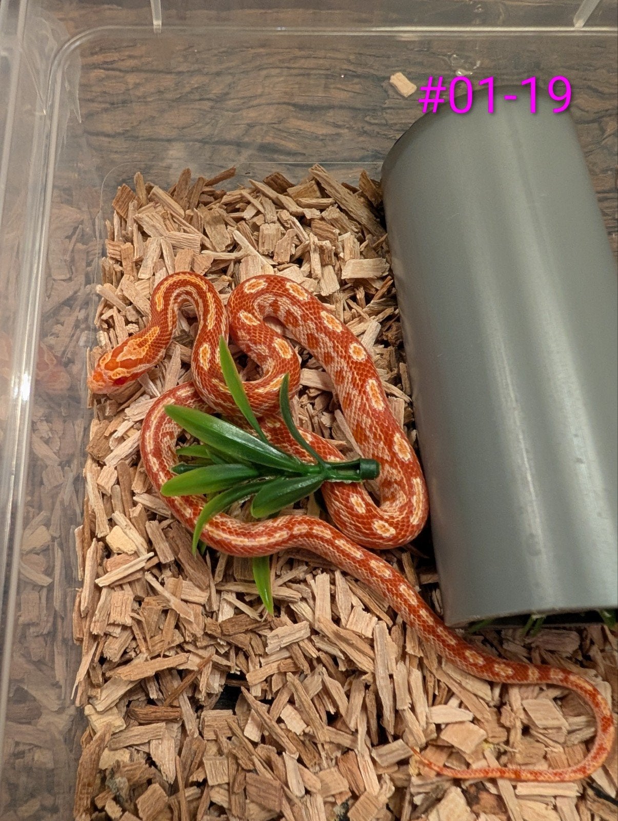 jonge rattenslangen Fire het palmetto Rat Snake photo 2