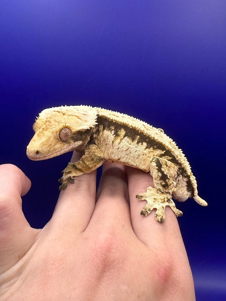 Wimpergekko man, Dieren en Toebehoren, Reptielen en Amfibieën, Hagedis, Tam, 0 tot 2 jaar
