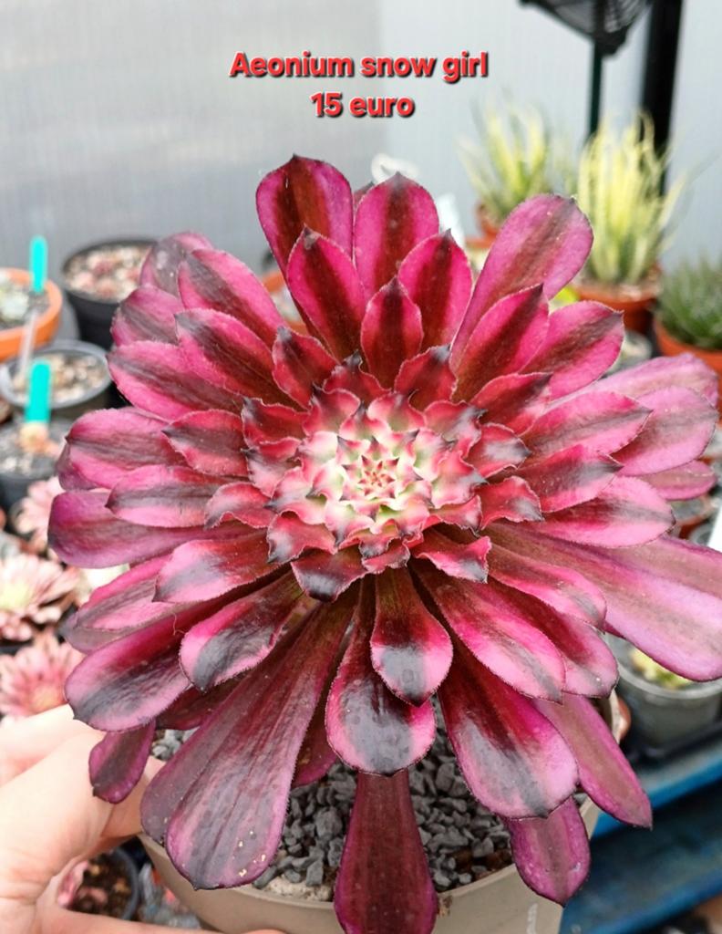 Aeonium op naam, Ophalen of Verzenden, Halfschaduw, Minder dan 100 cm