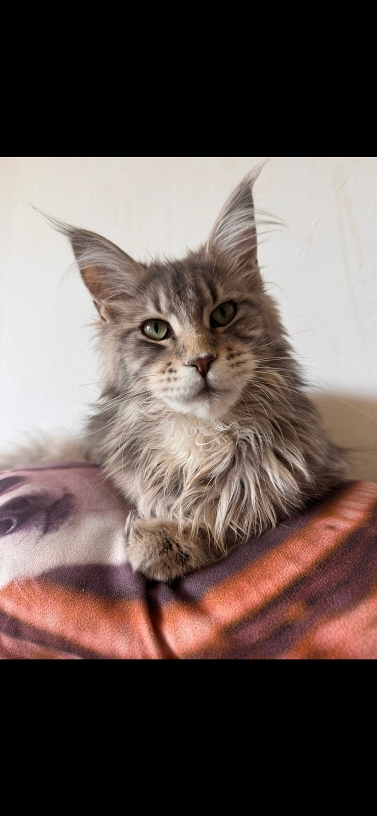 Maine coon poes, Poes, Met stamboom, 0 tot 2 jaar
