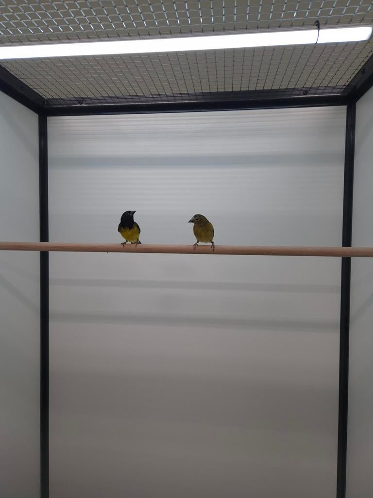 1-1 Geelbuik sijsen, Dieren en Toebehoren, Meerdere dieren, Tropenvogel, Geringd