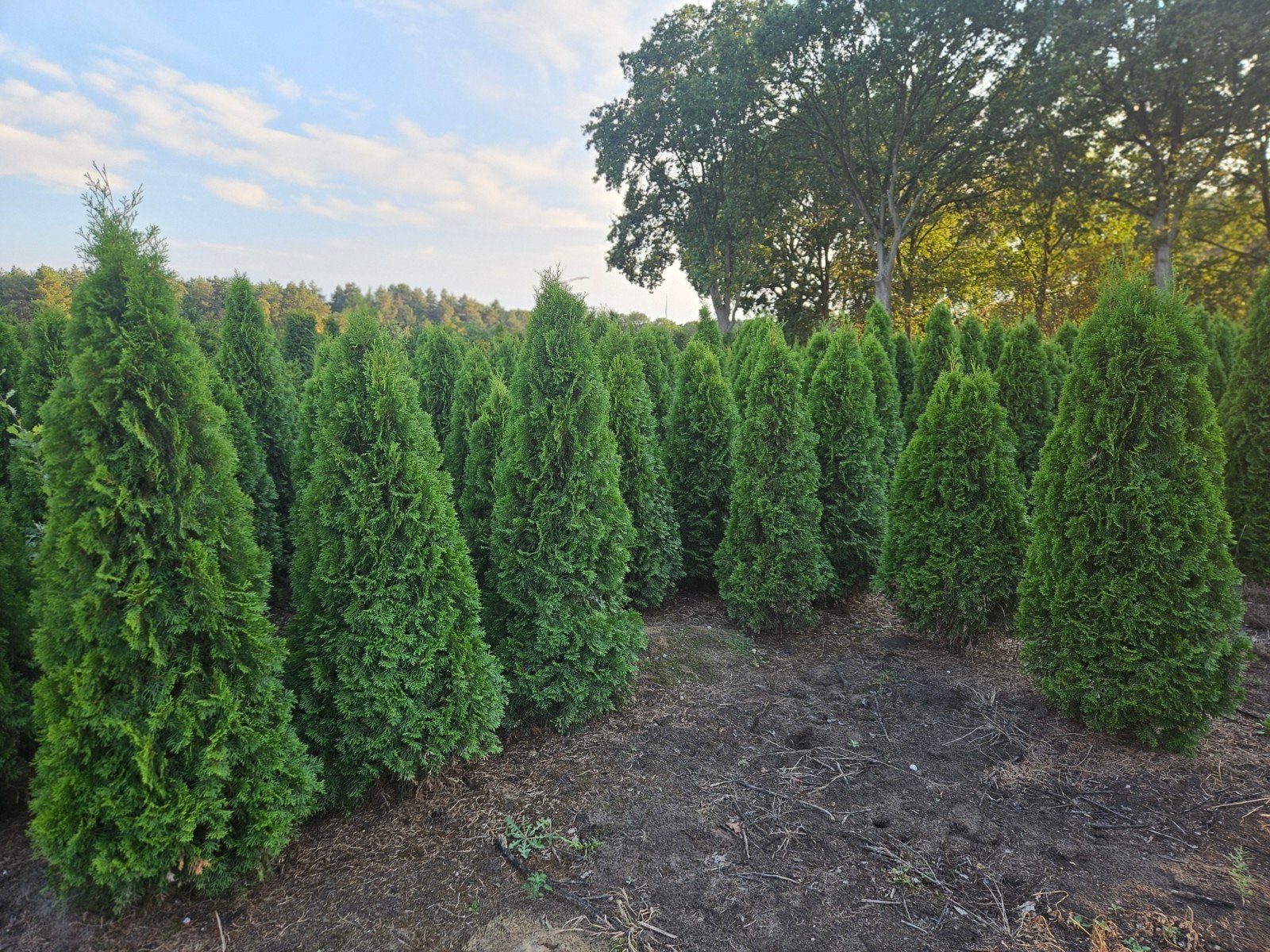 Coniferen thuja smaragd tot 250cm hoog, Ophalen, Conifeer, 100 tot 250 cm