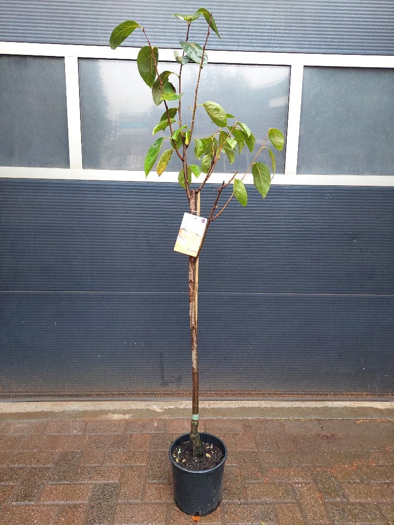 XL Diospyros Kaki - Kakiboom / Sharonfruit H: 180 cm., Ophalen, Overige soorten, Volle zon, 100 tot 250 cm