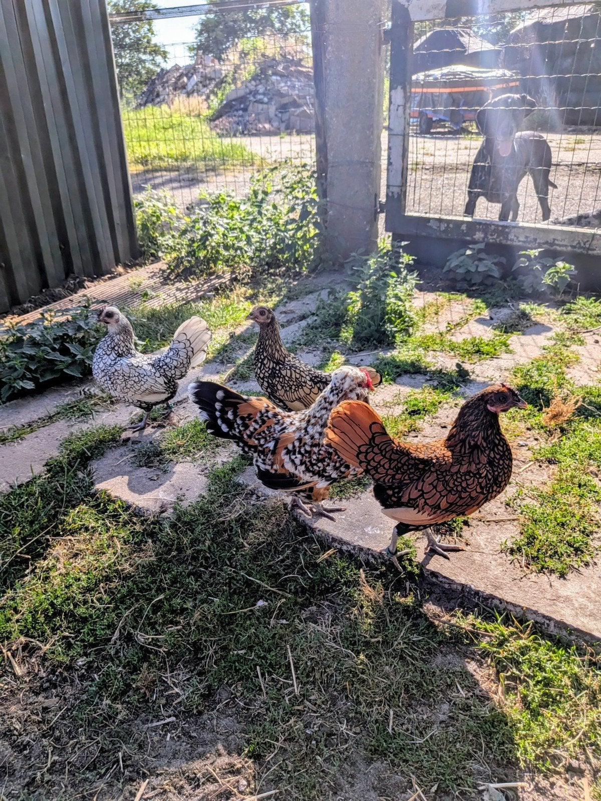 Sebright hennen en 1 baardkriel hen, Dieren en Toebehoren, Vrouwelijk, Kip