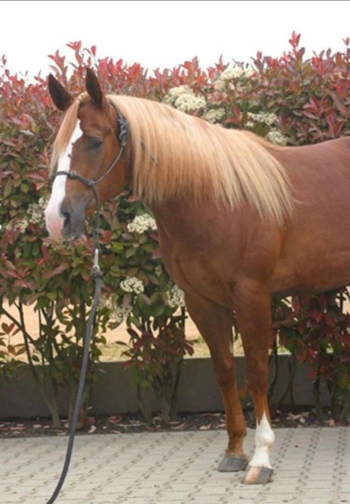 HARMONIE “HARM” – EEN PAARD OM OP TE VERTROUWEN, Met stamboom, Minder dan 160 cm, Ruin, Niet van toepassing