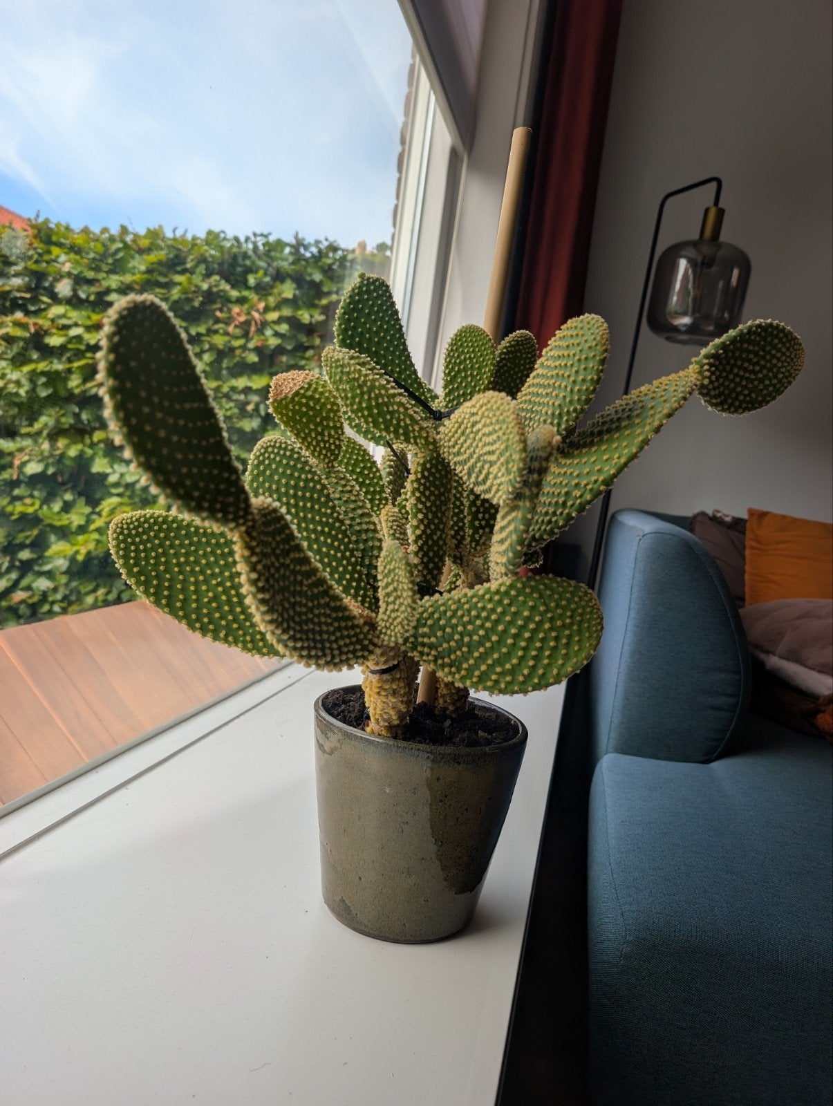Grote Opuntia Cactus in pot, Huis en Inrichting, Kamerplanten, Ophalen, Minder dan 100 cm, In pot, Cactus