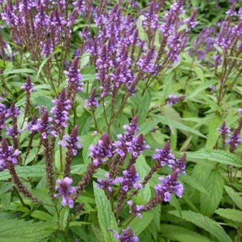 Zaden Verbena hastata, Verzenden, Volle zon