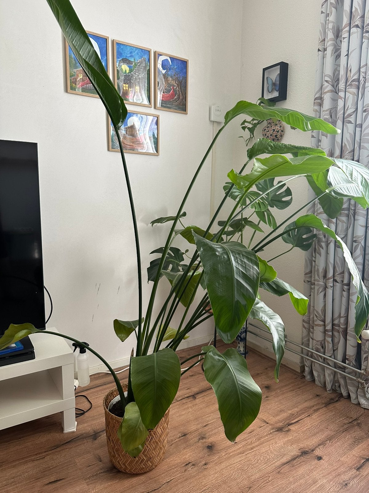 Grote Strelitzia Nicolai – Paradijsvogelplant, Ophalen, Halfschaduw