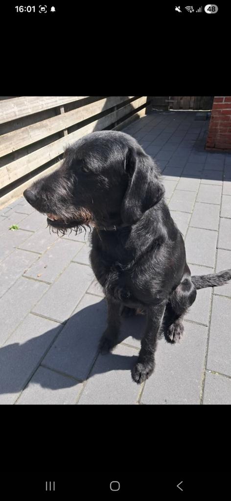 Gezocht gouden mand voor onze hond Bruno, Reu, Labrador retriever, Eén hond, 3 tot 5 jaar