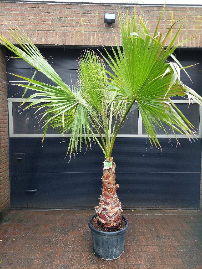 XXL Washingtonia Robusta - Mexicaanse Waaierpalm H: 260 cm., Tuin en Terras, Planten | Bomen, Palmboom, 250 tot 400 cm, Volle zon