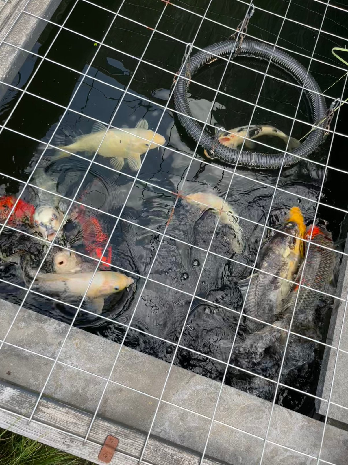 Koikarpers, Karper of Koi