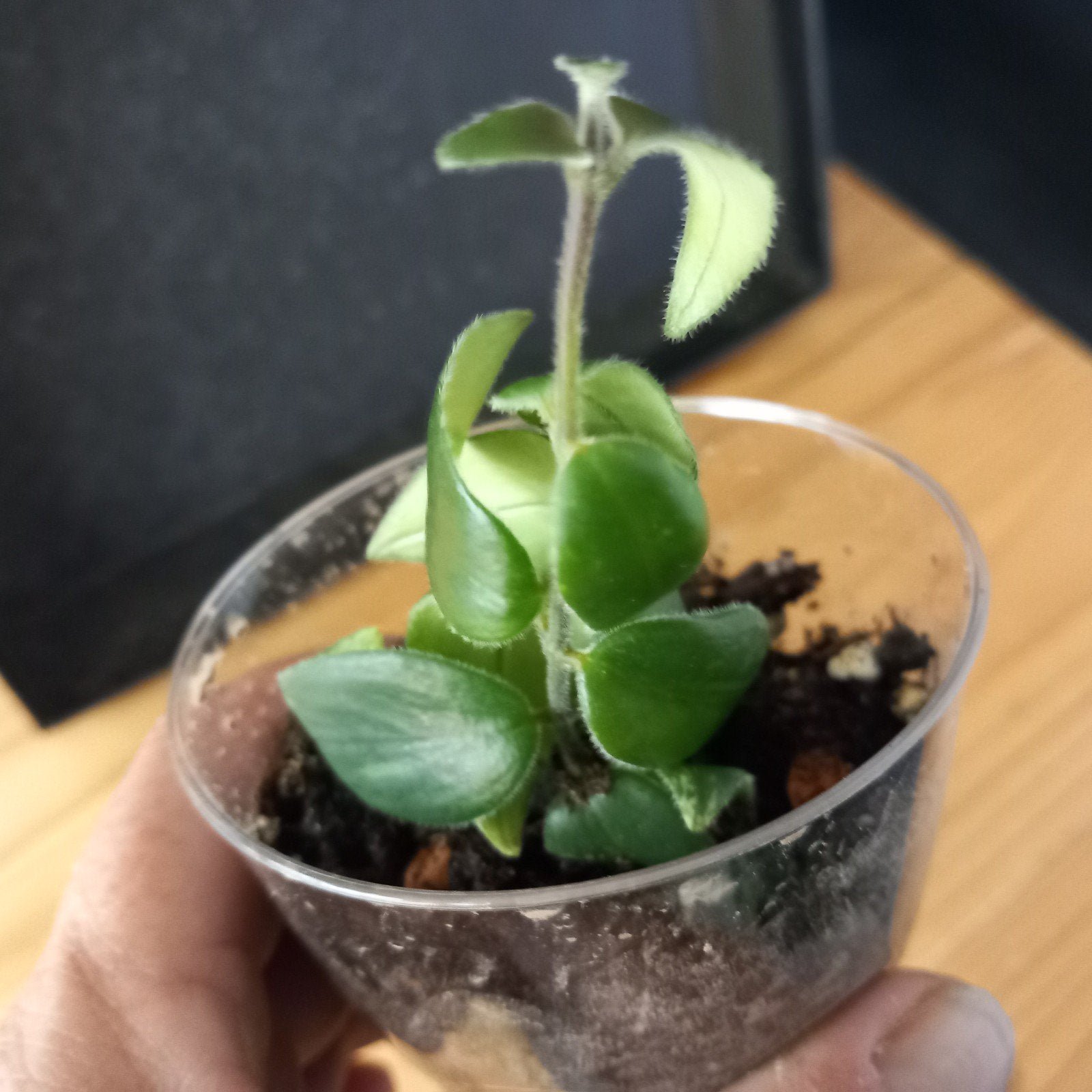 lipstickplant stek nr 55, Ophalen of Verzenden, Halfschaduw, Minder dan 100 cm