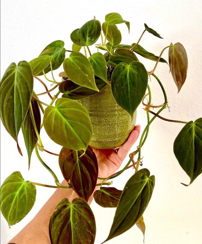 Philodendron micans bladstekken, Ophalen of Verzenden, Halfschaduw, Minder dan 100 cm