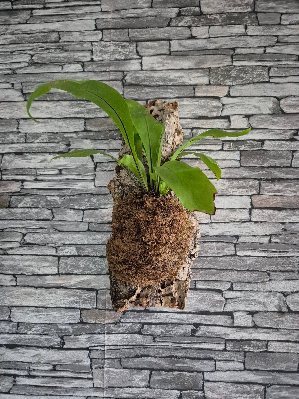 Nestvaren op kurk, Overige soorten, Minder dan 100 cm, Groene kamerplant, Halfschaduw