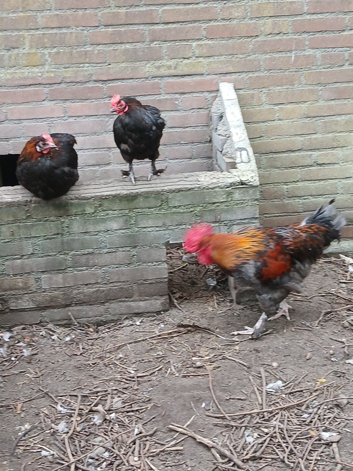6 hennen met een haan, Dieren en Toebehoren, Vrouwelijk, Kip