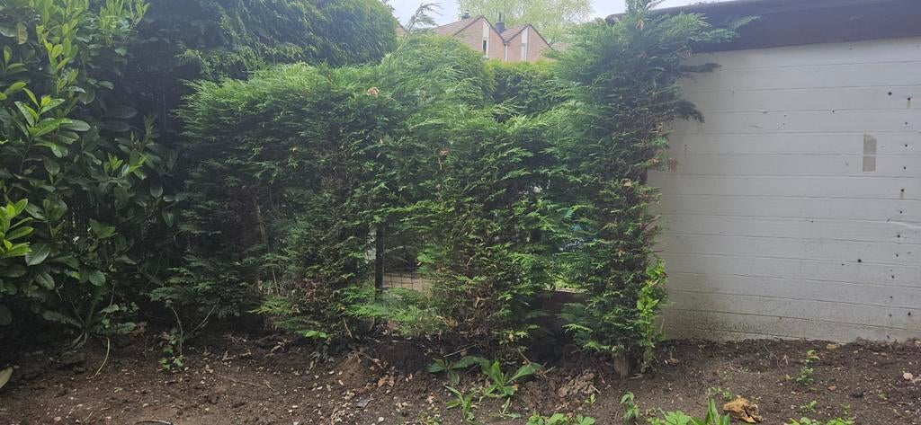 Gratis coniferen, zelf uitgraven, Tuin en Terras, Volle zon, Vaste plant, Bloeit niet, Ophalen