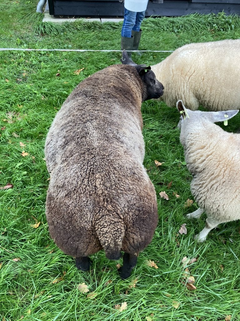Overjarige Blauwe Texelaar Dekram te koop, Mannelijk, Schaap, 0 tot 2 jaar
