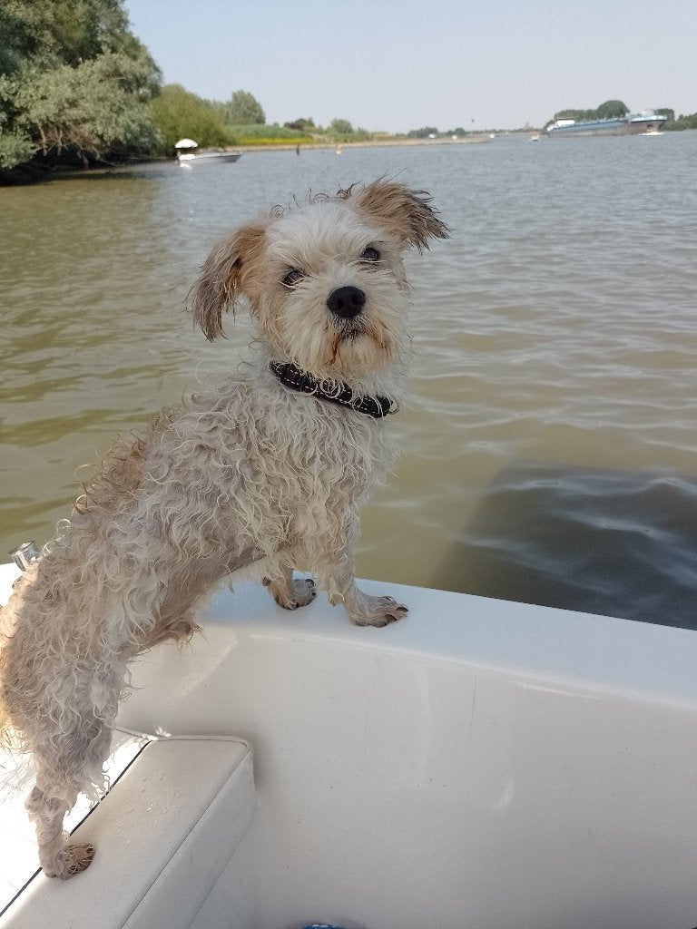 mannetje Boomer /maltezer, 6 jaar of ouder, Maltezer, Reu, Eén hond