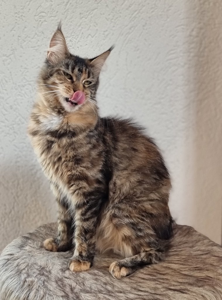 Maine Coon Toppers!, Dieren en Toebehoren, Katten en Kittens | Raskatten | Langhaar, Poes, Met stamboom, 0 tot 2 jaar