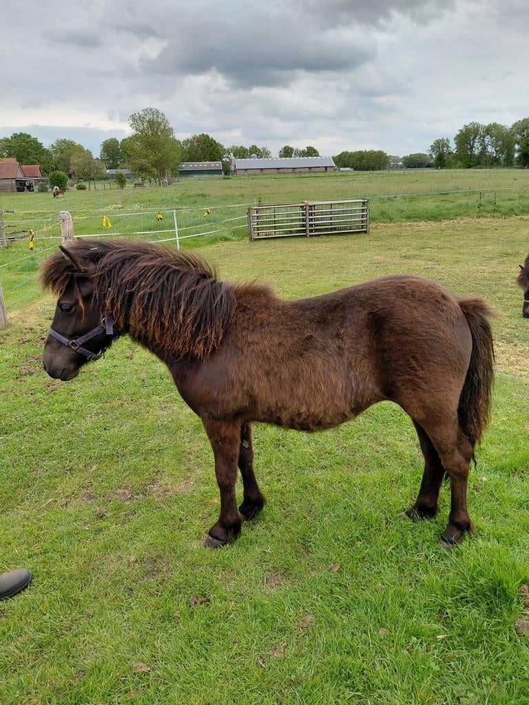 Appaloosa  pony, Dieren en Toebehoren, Merrie