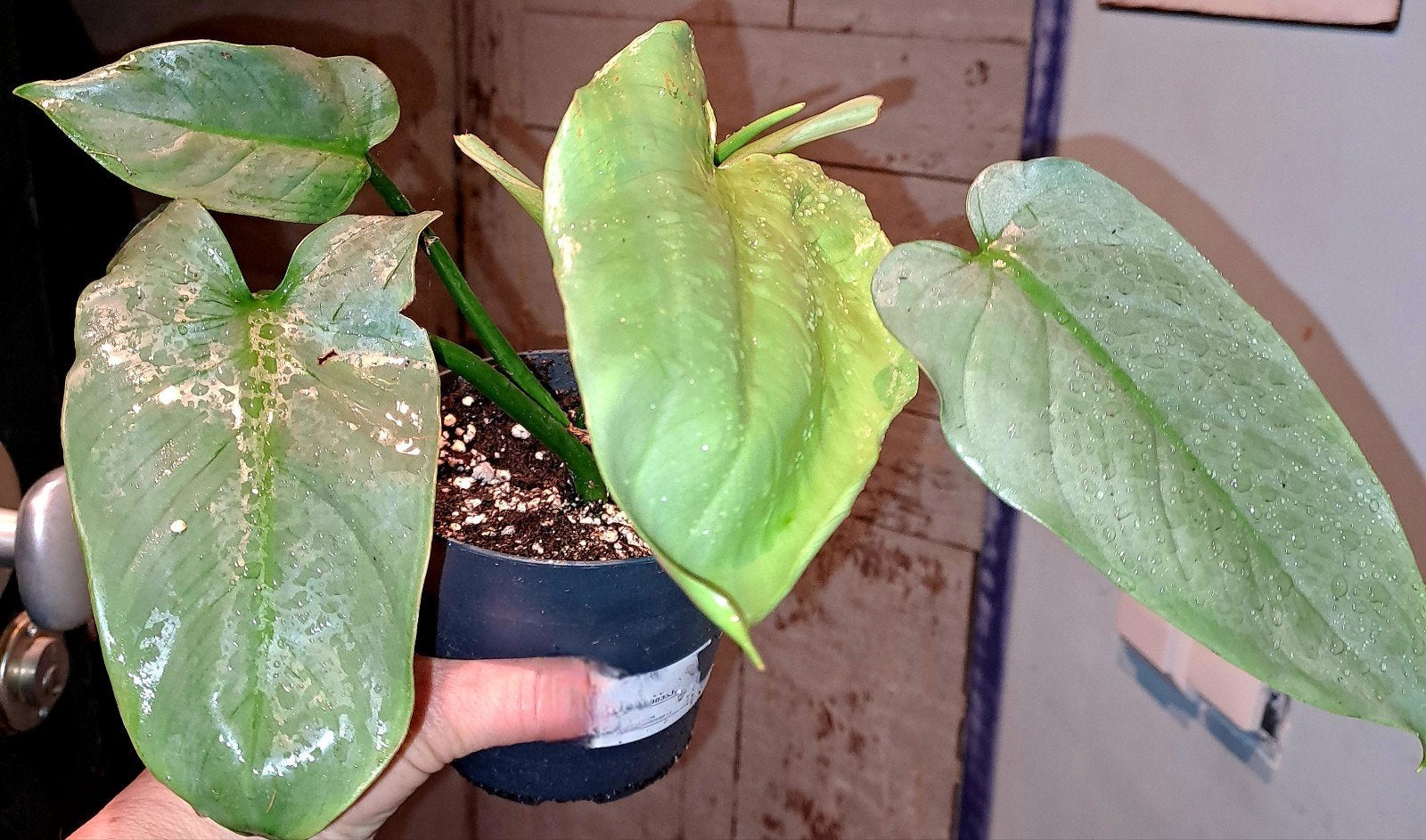 Philodendron Silver Sword, Huis en Inrichting, Ophalen of Verzenden, Halfschaduw, Minder dan 100 cm