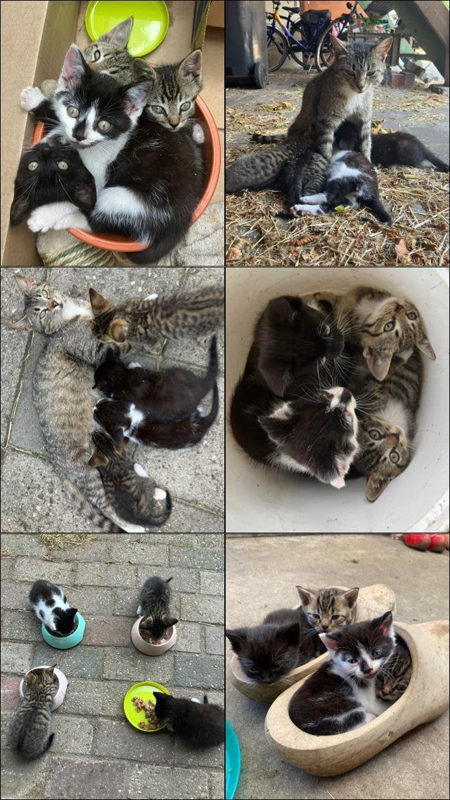 Lieve boerderij kittens, Dieren en Toebehoren, Meerdere dieren, Ontwormd, 0 tot 2 jaar