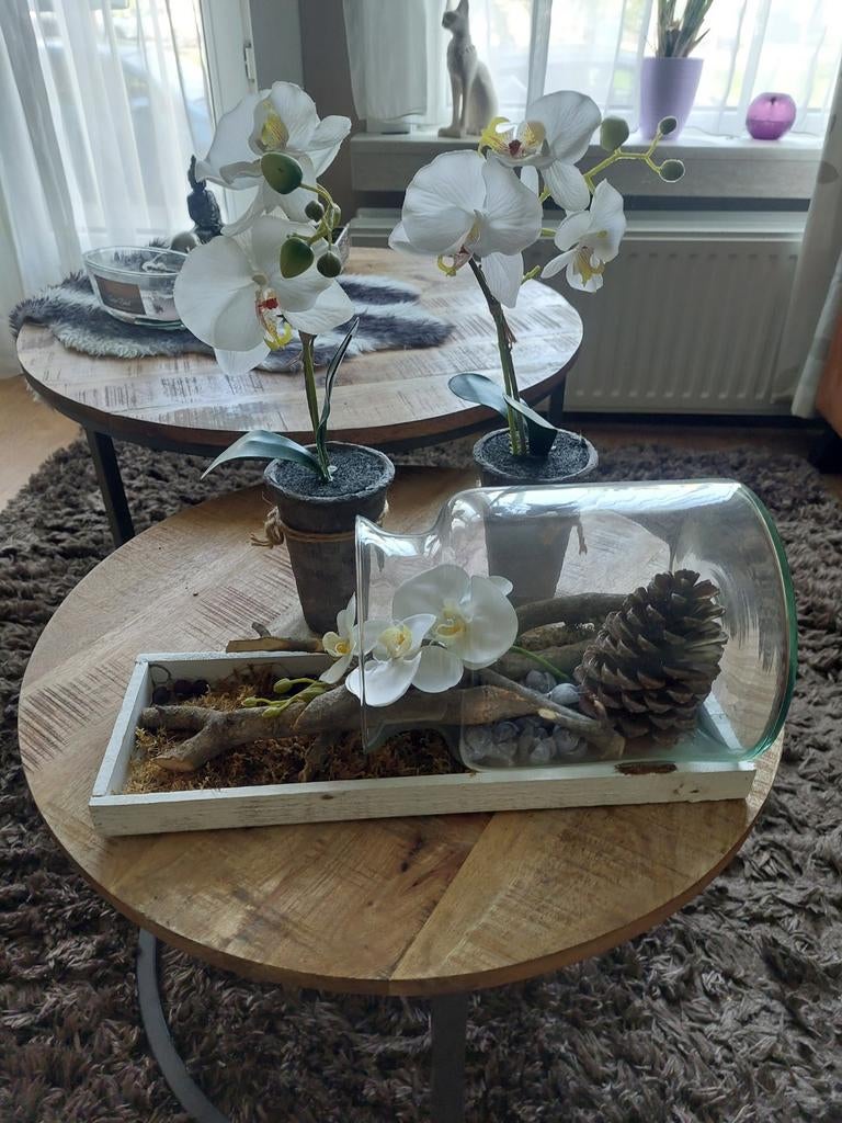 3 x orchideeën, Ophalen